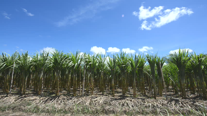 Full HD, Sugarcane field in blue sky and white rolling cloud in Thailand Royalty-Free Stock Footage #26076470