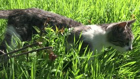 Slow motion of cat walk in the grass 1920X1080 HD video - Outdoor activities of gray and white domestic animal slow-mo 1080p FullHD footage