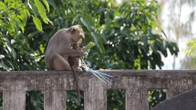 Monkeys on the mountains at Khao sam muk in Ang Sila Chonburi,Thailand