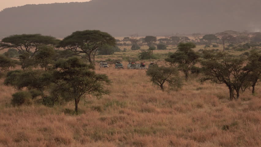 AERIAL: Safari all terrain jeeps on game drive stopping in lush savannah grassland woodland. Tourists observing beautiful green palms, dry tall grass and amazing acacia trees in wilderness at dawn