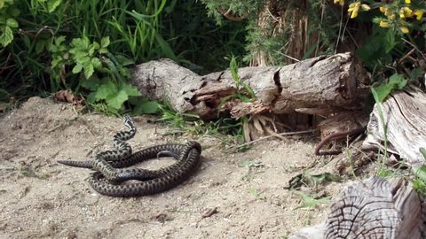 Male Adders Dancing / Fighting. ( Vipera berus ) Entangled in Each Other.
