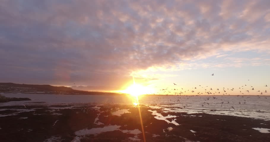 Drone shot trough group of seagulls at the coast of Ireland's eye, Ireland during sunset. Royalty-Free Stock Footage #26081663
