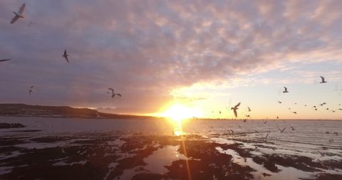 Drone shot trough group of seagulls at the coast of Ireland's eye, Ireland during sunset.