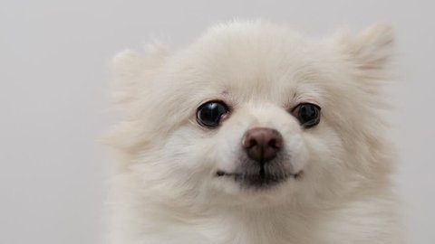 White Pomeranian getting angry