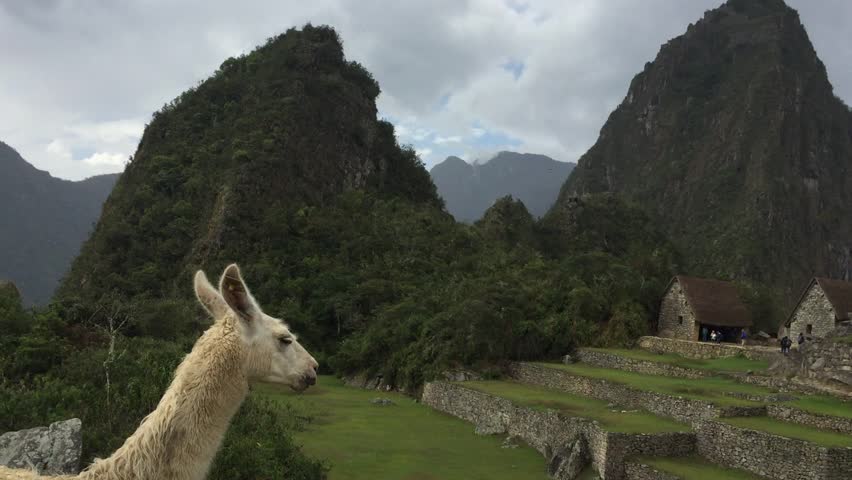 Llama Eating in Machu Picchu 