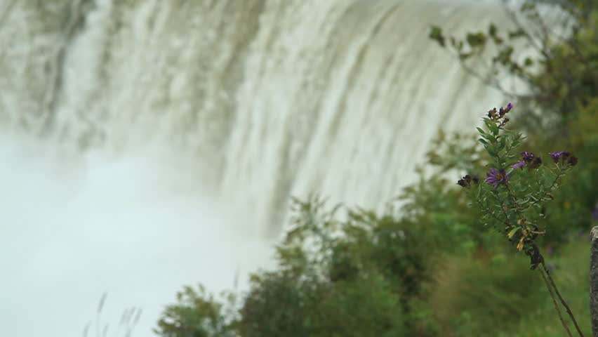 A purple flower blows in the wind in front of Niagara Falls