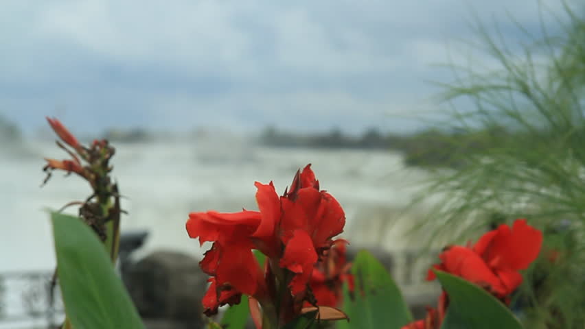 Red flowers blow in the wind in front of Niagara Falls