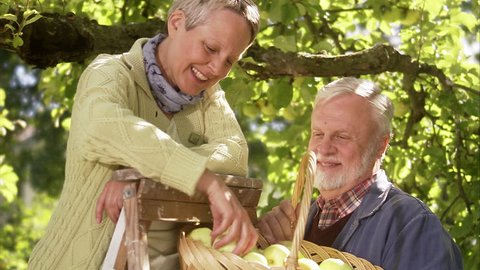 An elderly couple picking apples a sunny day