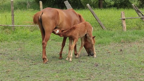 brown foal drinks from grazing mare in green grassy meadow