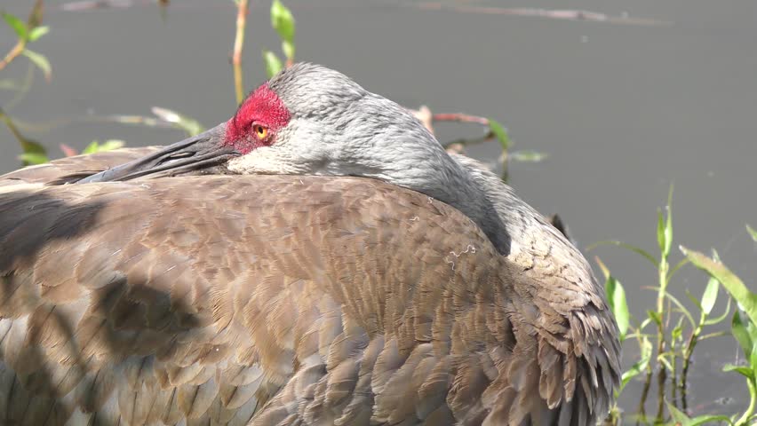 Sandhill Crane resting near lake