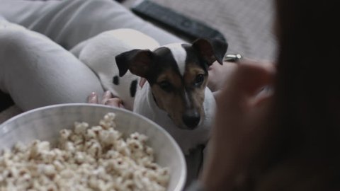 Puppy looking at bowl of popcorn