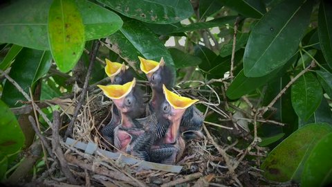 nest, bird, hungry, birds, sparrow, hatchlings, singing, house, swallow, chicks, open, baby, nestlings, young, feed, spring, animal, mouth, beak, bill, springtime, blind, open mouth