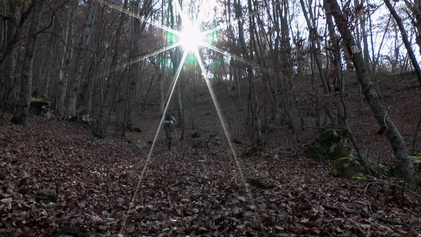 Autumn forest in sunshine