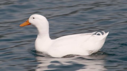 wild duck, the lake of Nemi