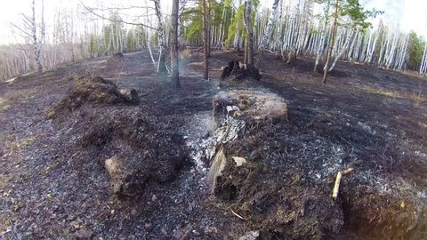 Smoldering stump in the burnt forest