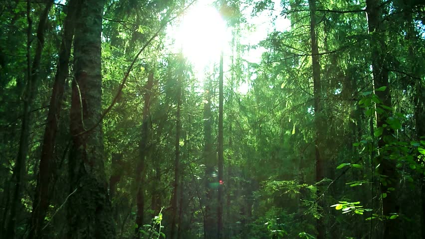 Sunset beams through trees in forest.