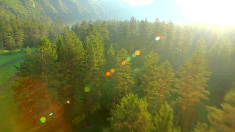 Aerial View. Flying over the beautiful forest trees. Aerial camera shot. 