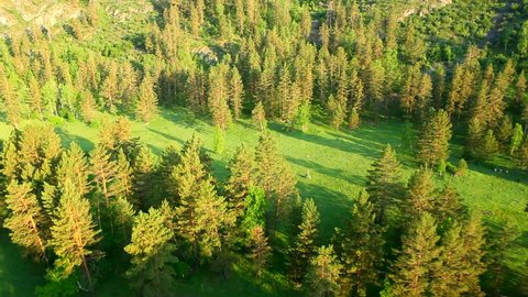 Aerial View. Flying over the beautiful forest trees. Aerial camera shot. 