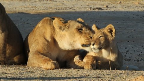 Lioness (Panthera leo)  with young lion cub in early morning light, Kalahari desert, South Africa
