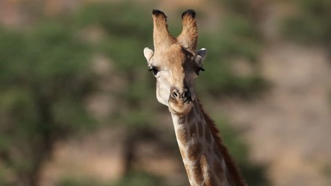 Close-up portrait of a giraffe (Giraffa camelopardalis), South Africa