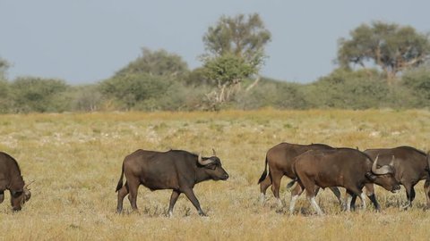 Herd of African or Cape buffaloes walking on the African plains, South Africa