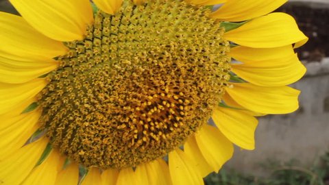  wind flow with close up sunflower is blooming 