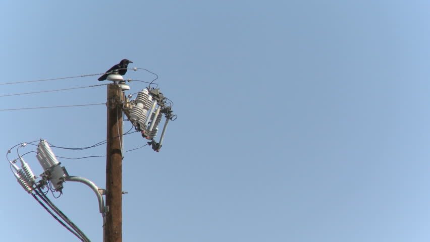Raven sitting on a power pole with blue sky