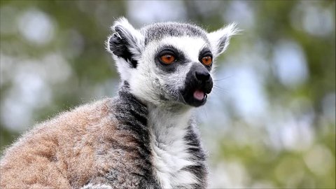 closeup lemur catta

