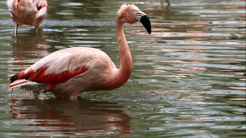 Chile Flamingo take a bath,  Phoenicopterus Chilensis
