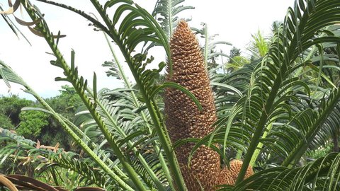 Leaves and the men's cone of the Cycas hanging (Cycas revoluta)