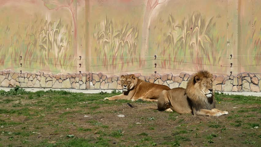 lions 