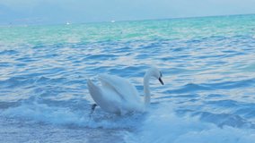 Swan on the lake at the Lago di Garde, Simione Video 4K