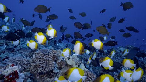 Butterfly fish, surgeonfish, and other tropical fish species swim over a healthy rocky coral reef in deep blue clear water.