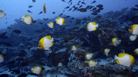Schooling tropical butterfly fish, surgeonfish, and other reef fish swim over a deep rocky reef in clear blue warm water.