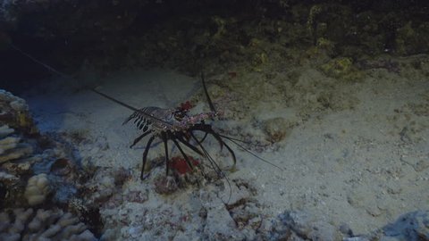 A large spiny lobster runs across a sandy sea floor underneath a rocky reef outcropping in clear tropical water.