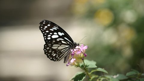 Butterfly and flower in the nature