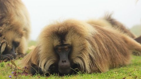 Gelada baboons in Simien Mountains in Ethiopia