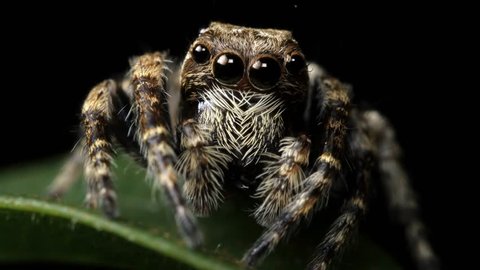 Adorable Cute Jumping Spider insect macro closeup - Salticidae