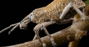 Wattle Pig Weevil - Leptopius maleficus? - A weevil is a type of beetle from the Curculionoidea superfamily.