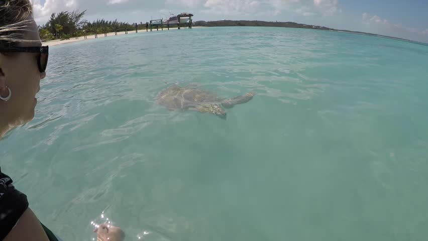 woman pets sea turtle swimming by Bahamas gopro