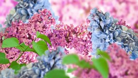 Amazing spring lilac on a flower postcard. Natural background with butterflies.