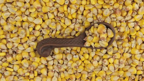 Rotation and zoom of corn in a clay spoon lying on the background of corn seeds.