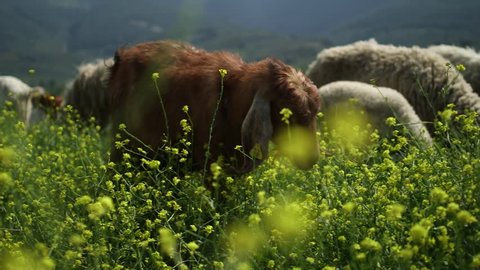 A herd of goats and sheep grazing together grass on the hill in the flower meadow,close up, low angle view, daylight, outdoors, no color grading.