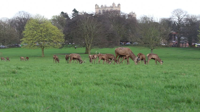 Deer in Wollaton Park with Wollaton Hall Nottingham UK