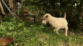Young white little dog outdoor scene slow-mo 1920X1080 HD footage - Close-up of cute puppy while drinks water from the pot slow motion 1080p FullHD video
