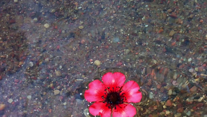 A flower floating on the river. (Clean water in the river)