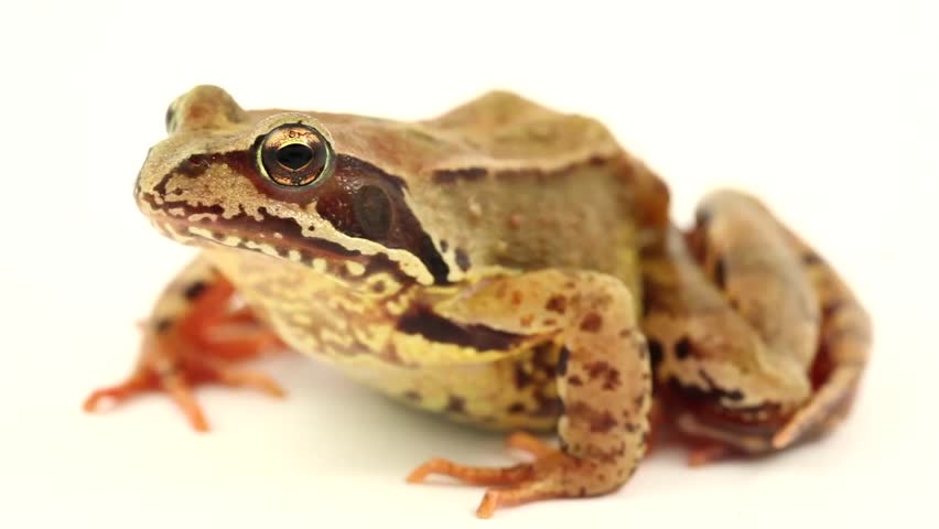 brown frog on white facing left