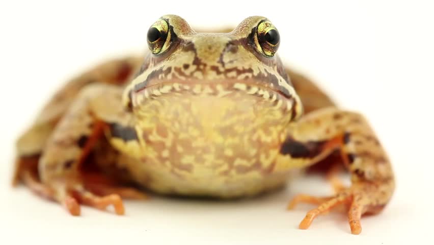 brown frog on white front view 