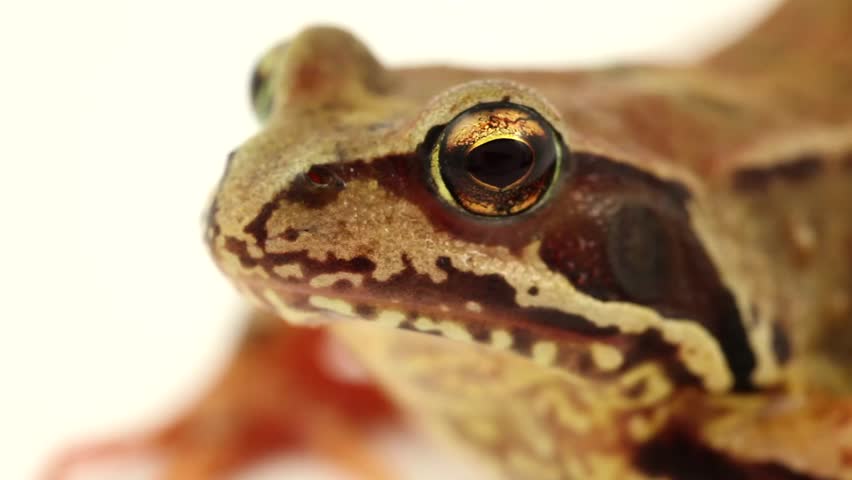 brown frog on white close up