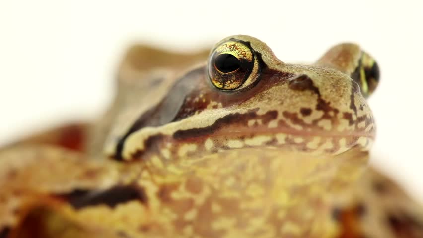 brown frog on white close up 